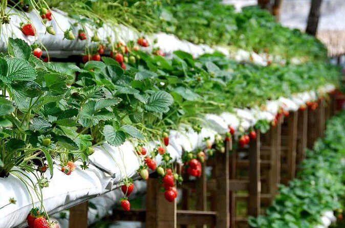 Cameron Highlands Day Tour From Kuala Lumpur 2025 - Final Words