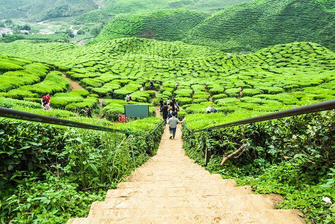Cameron Highlands Day Trip - Why This Tour Offers Good Value