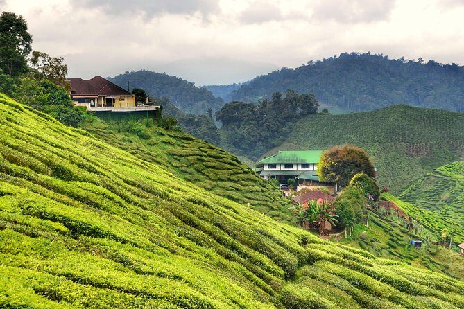 Cameron Highlands Full-Day Nature Tour - Key Points