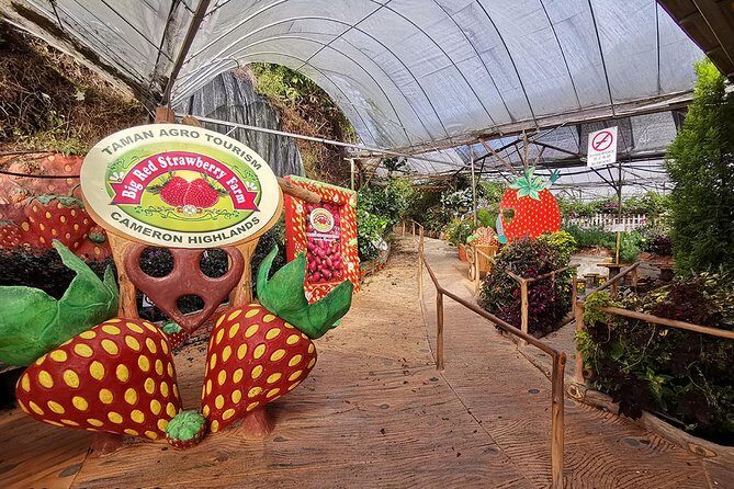 Cameron Highlands Full-Day Nature Tour - Final Thoughts: Is This Tour Worth It?