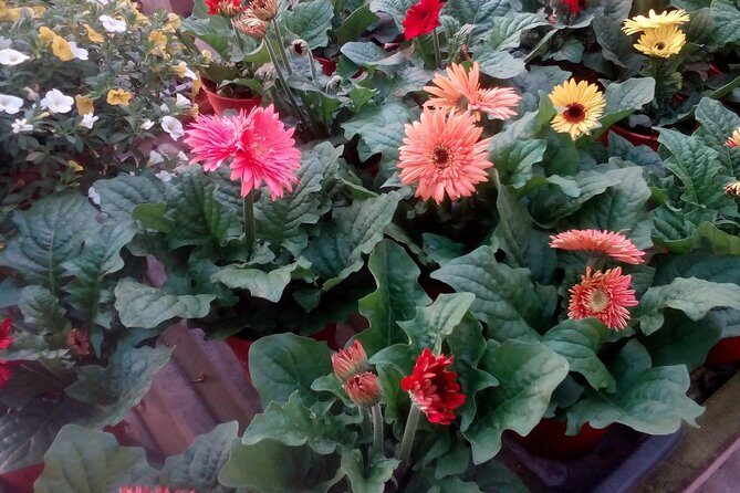 Cameron Highlands, Garden of Nature Full Day Private Guided Tour - The Real-World Experience: Insights from Travelers