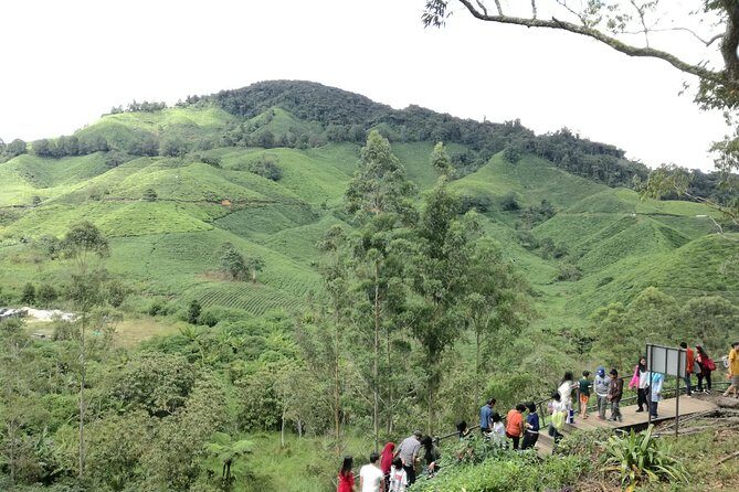 Cameron Highlands, Garden of Nature Full Day Private Guided Tour - Transportation and Duration: What It Means for You