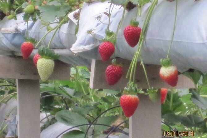 Cameron Highlands, Garden of Nature Full Day Private Guided Tour - The Value of This Tour