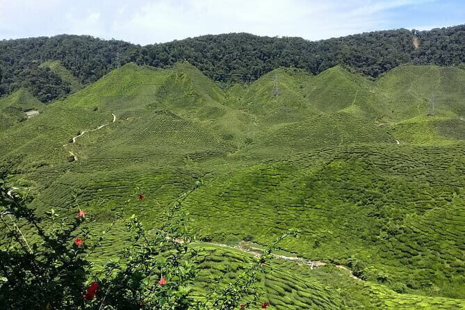 Cameron Highlands Multi Days Tour - Exploring the Cameron Highlands: What You Can Expect