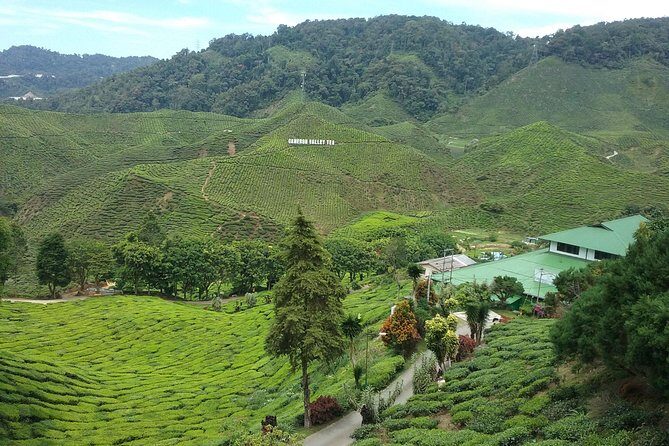 Cameron Highlands: Nature's Wonder Amazing Rafflesia Explorer - The Details of the Cameron Highlands Rafflesia Explorer Tour