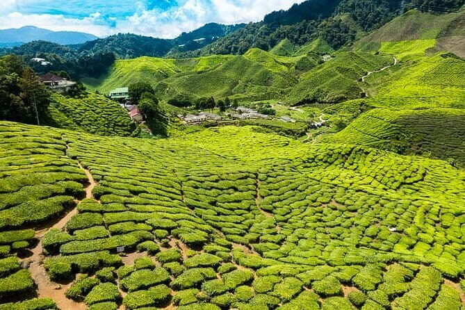 Cameron Highlands Private Day Tour from Ipoh, Package B - The Breakdown of the Itinerary