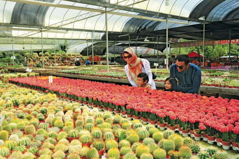 Cameron Highlands Private Day Tour from Kuala Lumpur - Key Points