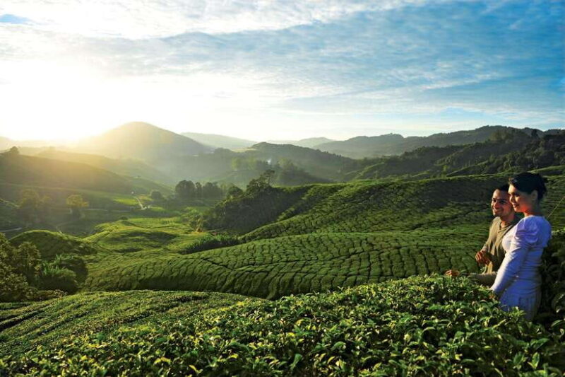 Cameron Highlands Private Day Tour from Kuala Lumpur - Practical Tips for Your Day