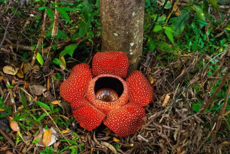 Cameron Highlands Private Day Tour from Kuala Lumpur - Who Would Enjoy This Tour?
