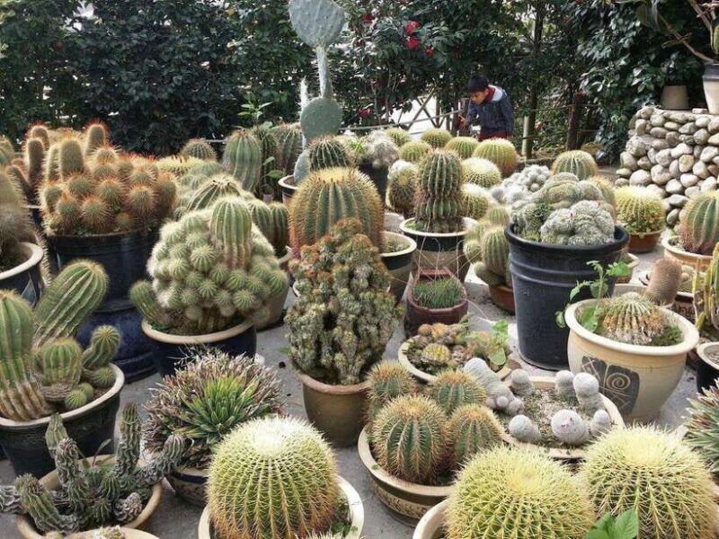 Cameron Highlands Private Day Trip - A Closer Look at the Cameron Highlands Private Day Trip