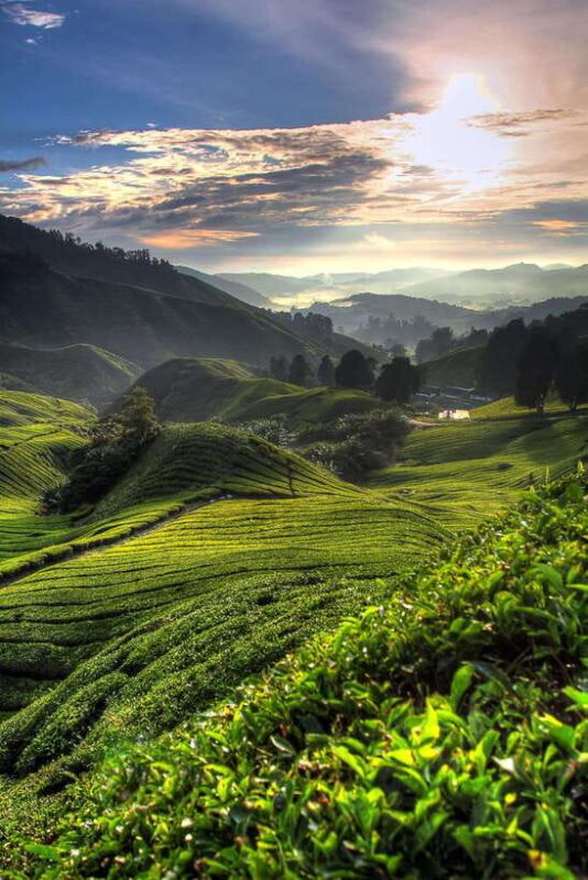 Cameron Highlands Private Tour with Tea Plantation Visit - Discover Cameron Highlands on a Private Tour