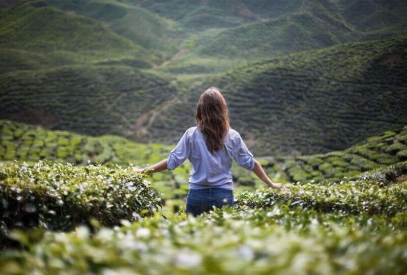 Cameron Highlands Private Tour with Tea Plantation Visit - Key Points