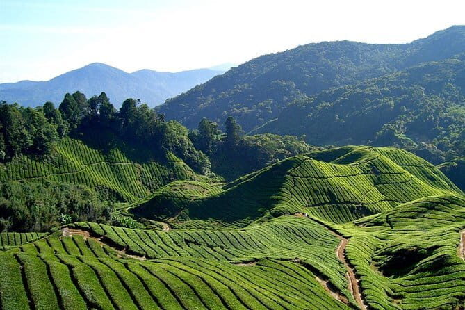 Cameron Highlands Sightseing Tour - In-Depth Look at the Cameron Highlands Sightseeing Tour
