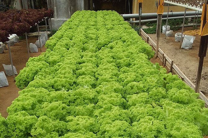 Cameron Highlands Sunrise Discovery - FAQs