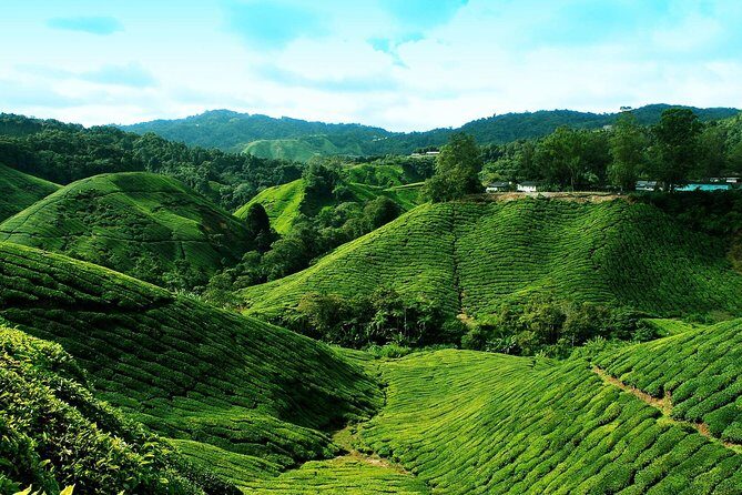 Cameron Highlands Tour from Kuala Lumpur - Final Thoughts
