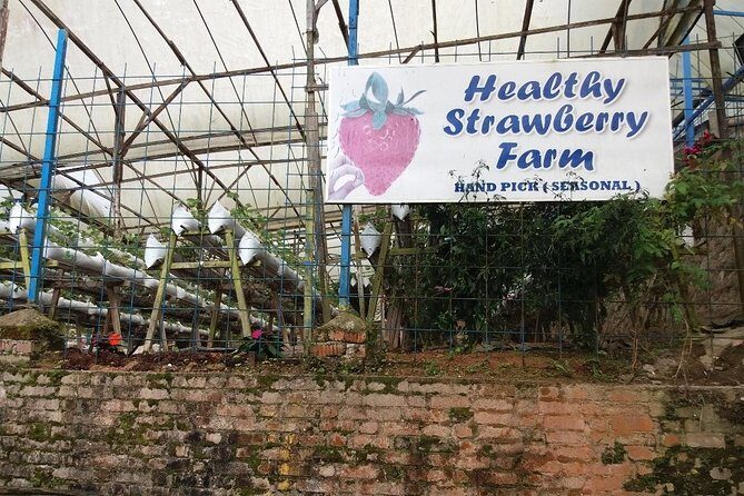 Cameron Highlands Tour From Kuala Lumpur (Private Tour) - References