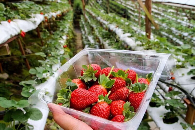 Cameron Highlands Tour - Key Points