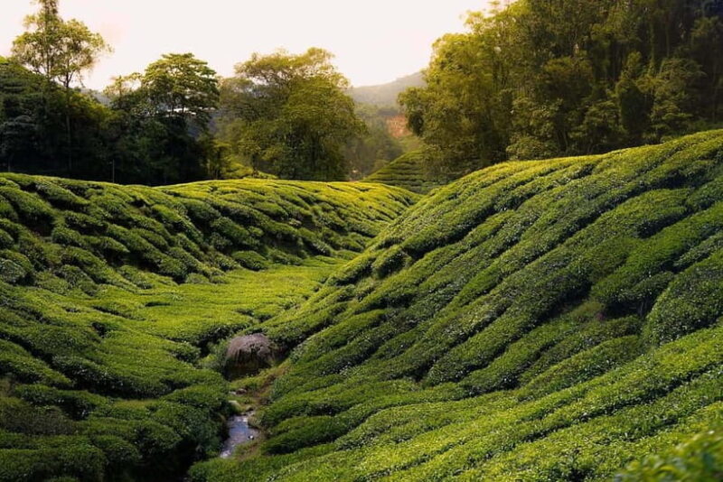 Cameron Highlands Tour - A Full-Day Journey into Cameron Highlands