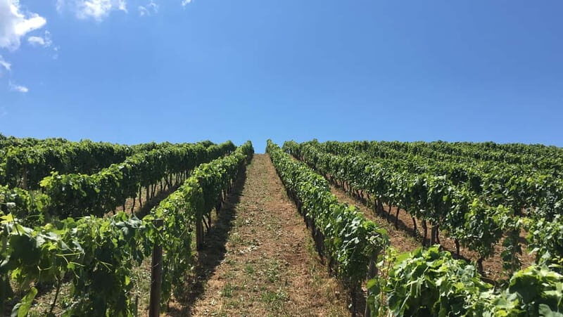 Camerota: Guided wine tasting - A Closer Look at the Experience