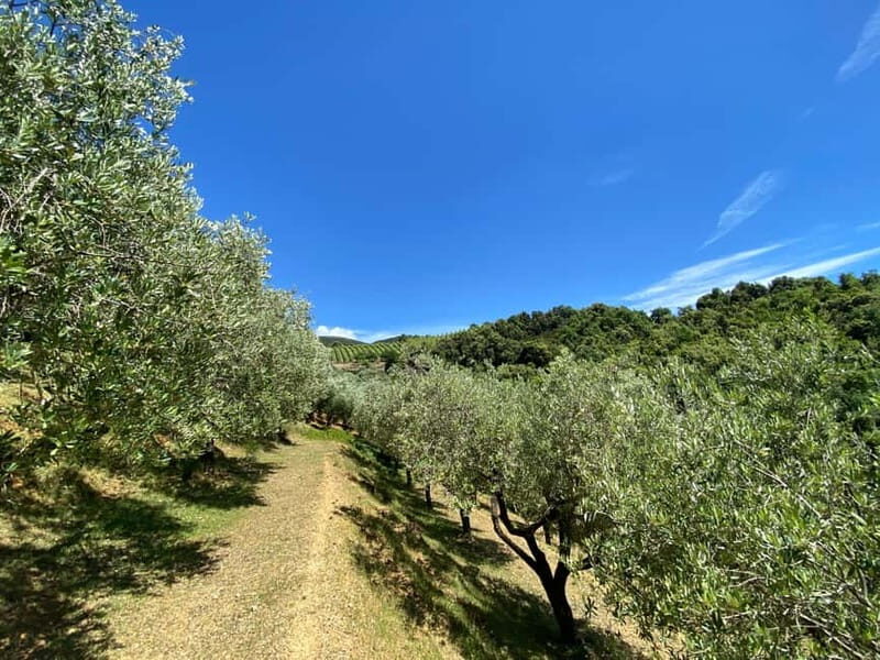 Camerota: Guided wine tasting - Practical Details and Tips