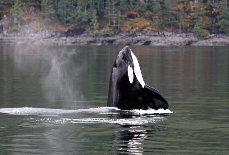 Campbell River: 4 Hour Whale & Wildlife Tour by Covered Boat - An In-Depth Look at the 4-Hour Campbell River Wildlife & Whale Tour