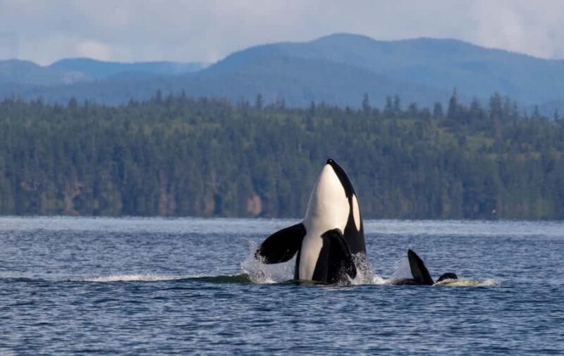 Campbell River: 4 Hour Whale & Wildlife Tour by Covered Boat - Who Should Consider This Tour?