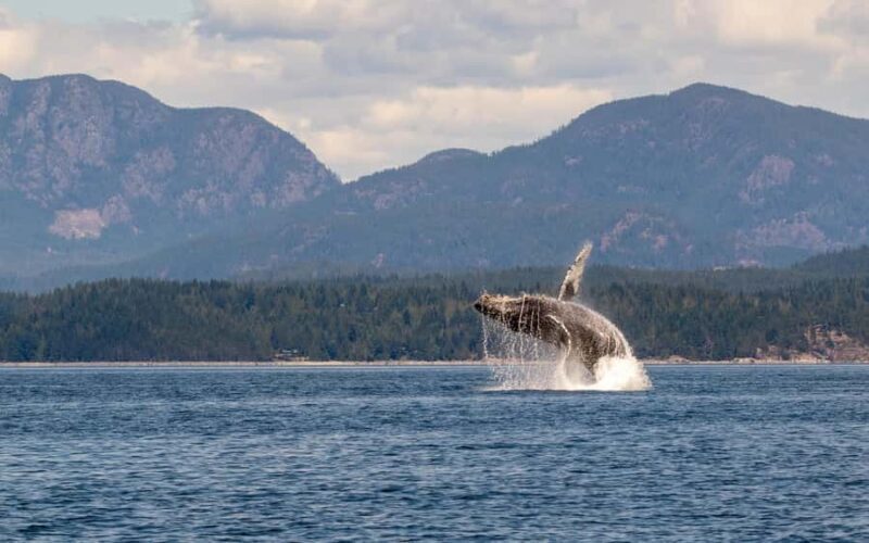 Campbell River: 4 Hour Whale & Wildlife Tour by Covered Boat - FAQ