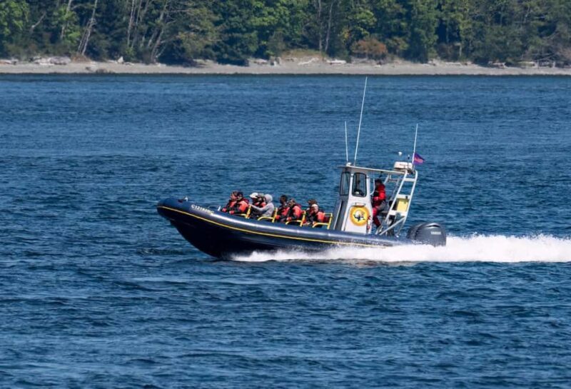 Campbell River: 4 Hour Whale & Wildlife Zodiac Boat Tour - A detailed look at what this tour offers