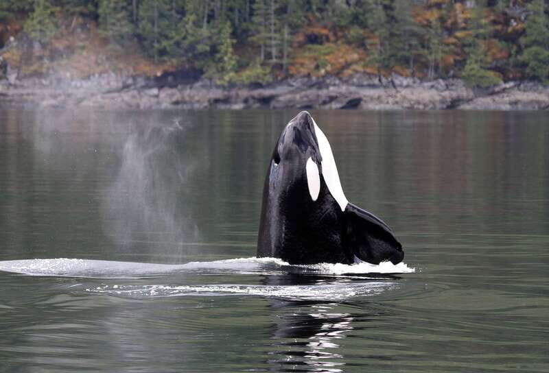 Campbell River: 6 Hour Covered Whale Watching Tour w/ Lunch - Key Points