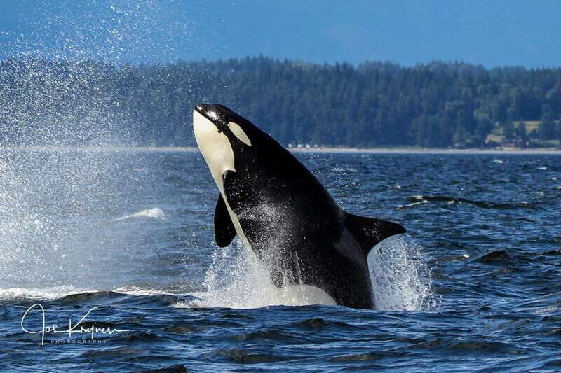 Campbell River: 6 Hour Covered Whale Watching Tour w/ Lunch - FAQ