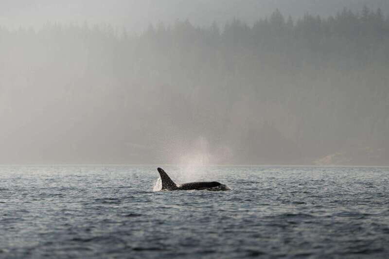 Campbell River: 6-Hour Whale Watching Boat Tour - A Detailed Look at the Campbell River Whale Watching Experience