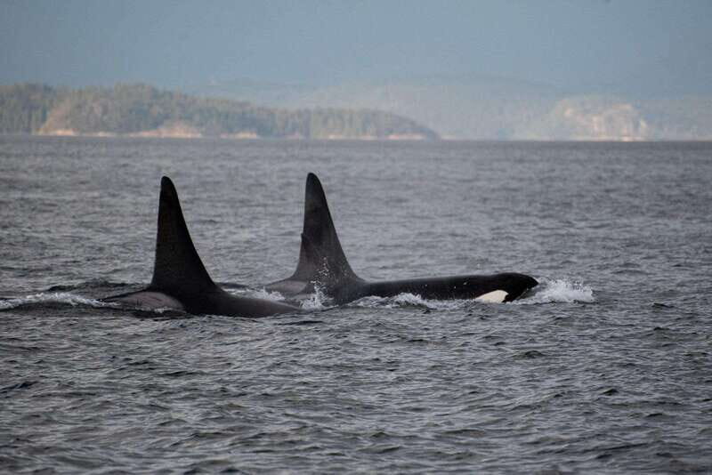 Campbell River: 6-Hour Whale Watching Boat Tour - Frequently Asked Questions