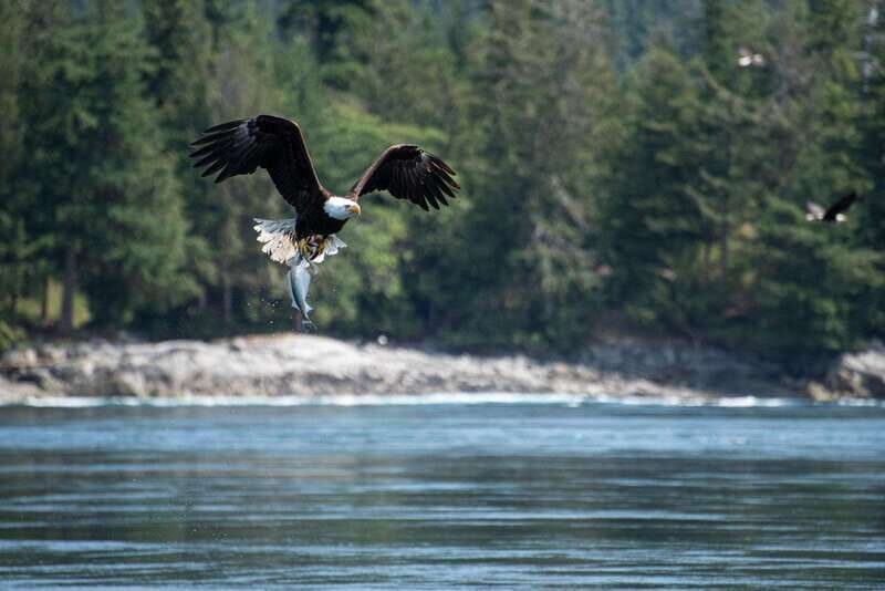 Campbell River: 6-Hour Whale Watching Boat Tour - Final Thoughts