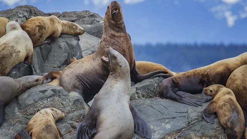Campbell River: 7-Hour Big Animal Encounter Boat Tour - A Deep Dive Into the Experience