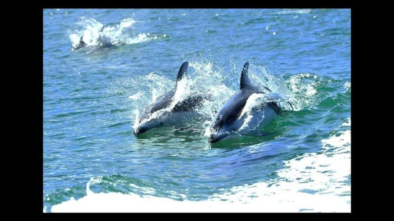 Campbell River: 7-Hour Big Animal Encounter Boat Tour - Final Thoughts