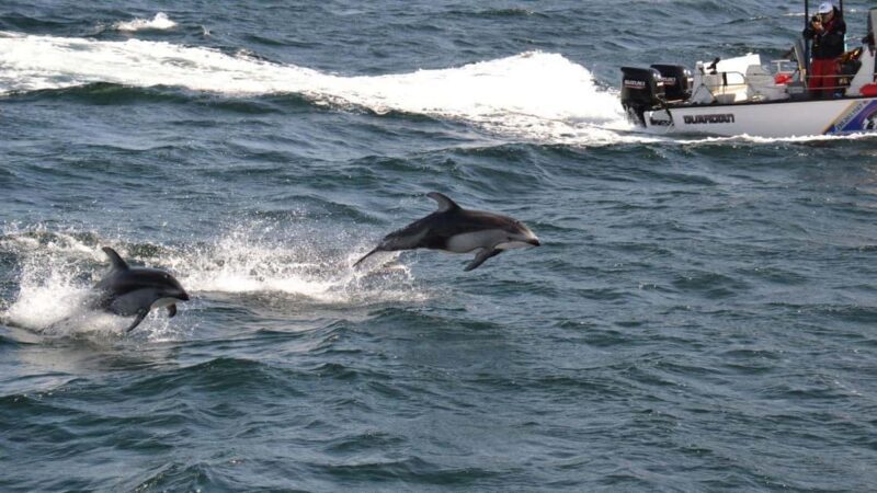 Campbell River: 7-Hour Big Animal Encounter Boat Tour - FAQ