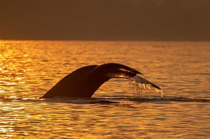 Campbell River, BC: 2 Hour Coastal Sunset Tour By Boat - Who Will Love This Tour?