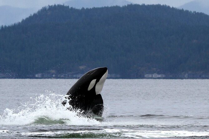 Campbell River, BC: 6 Hour Whale Watching Tour w/ Lunch Included - Who Should Consider This Tour?