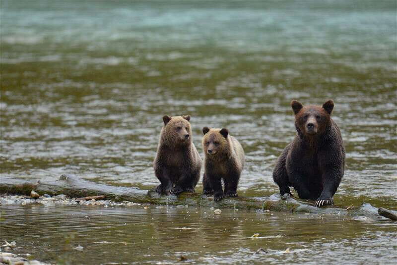 Campbell River: Bute Inlet Grizzly-Watching Tour & Boat Ride - Campbell River: Bute Inlet Grizzly-Watching Tour & Boat Ride
