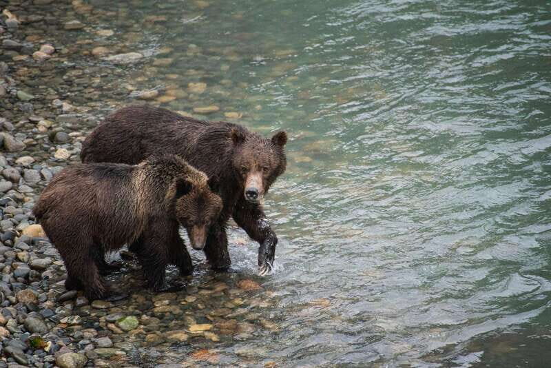 Campbell River: Bute Inlet Grizzly-Watching Tour & Boat Ride - Pricing & Value