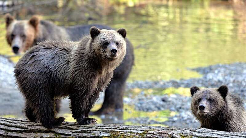 Campbell River: Deluxe Grizzlies & Indigenous Culture tour - A Detailed Look at the Campbell River: Deluxe Grizzlies & Indigenous Culture Tour