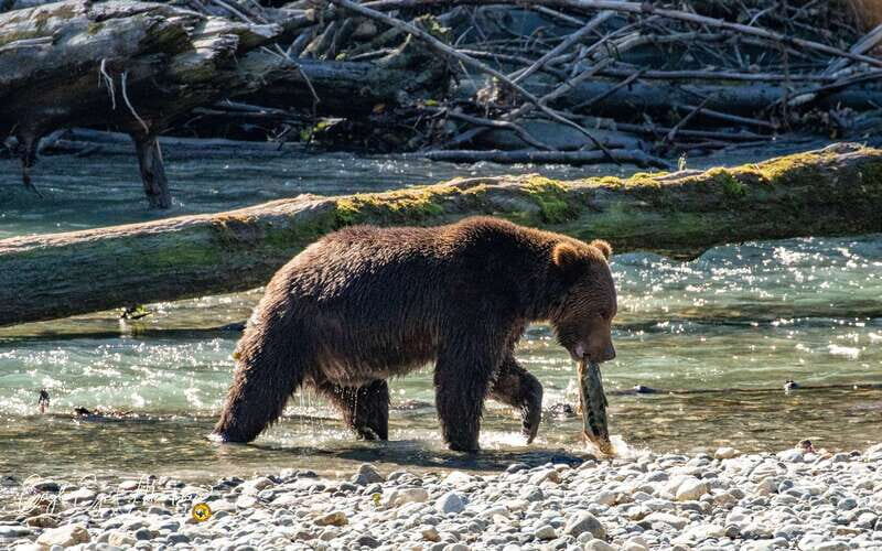 Campbell River: Full-Day Grizzly Bear Tour With Lunch - Key Points
