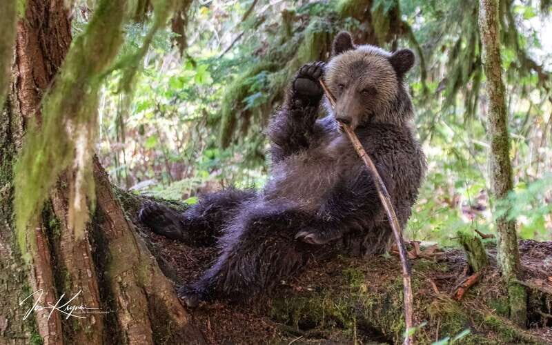 Campbell River: Full-Day Grizzly Bear Tour With Lunch - An In-Depth Look at the Experience
