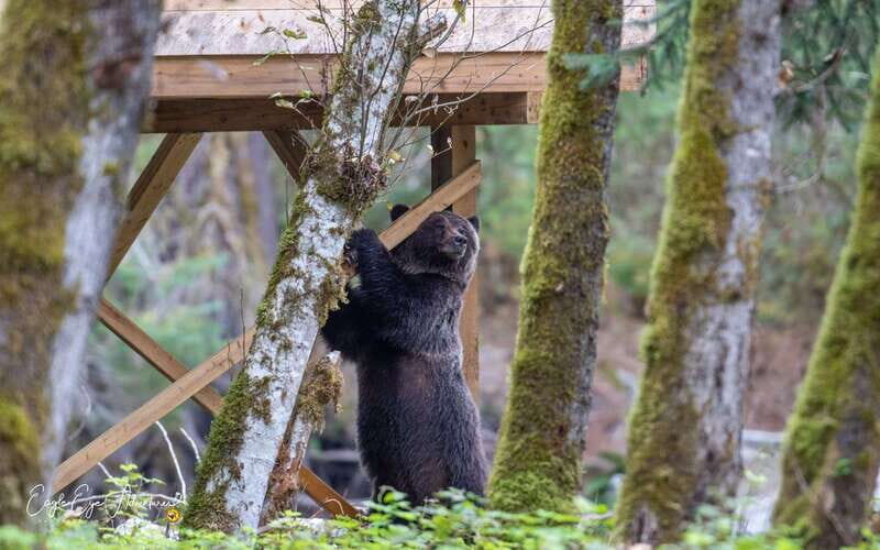 Campbell River: Full-Day Grizzly Bear Tour With Lunch - Who Is This Tour Best For?
