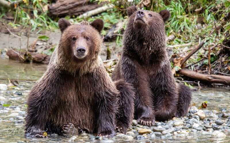 Campbell River: Full-Day Grizzly Bear Tour With Lunch - Frequently Asked Questions
