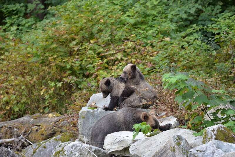 Campbell River: Grizzly Bear-Watching Tour with Lunch - Who Will Love This Tour?