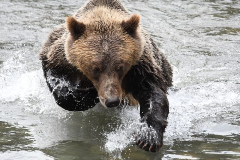 Campbell River: Grizzly Bear-Watching Tour with Lunch - FAQs
