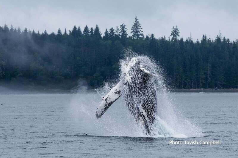 Campbell River: Grizzly Bear-Watching Tour with Lunch - Final Thoughts