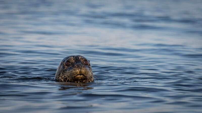 Campbell River: Kayaking and Whale Watching Tour - An In-Depth Look at the Experience