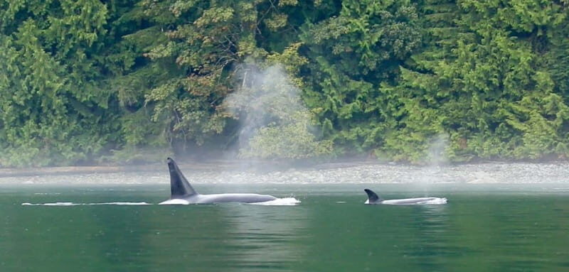 Campbell River: Salish Sea Whale Watching Adventure - FAQ